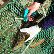 Fish research - tagging