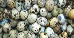 Quail eggs